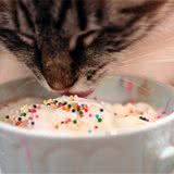 猫咪为什么分辨不出味道呢?