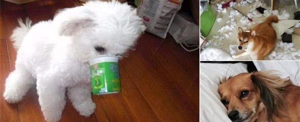 狗狗需要运动的六个标志,尽早察觉还有助于防止狗狗拆家