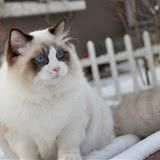 孕期的猫咪在饮食上要注意什么