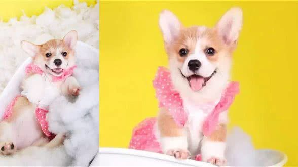 怎么挑选一款适合你家狗狗的干粮?