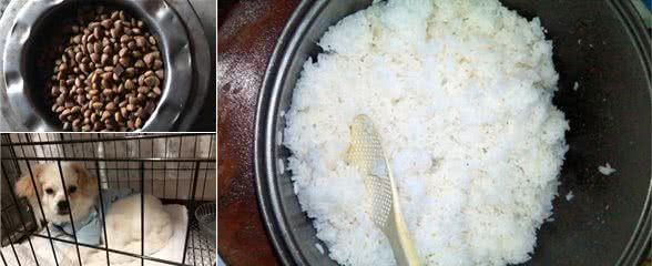 辟谣,米饭能替换犬粮成犬类主食?不能,犬消化淀粉存在缺陷