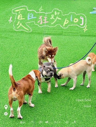 没有一只小狗会拒绝这里！！