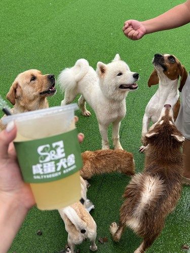 在肇庆也可以撸狗啦！！还可以喝下午茶☕️