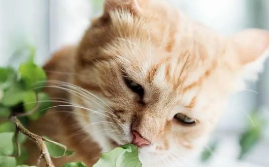 最不推荐的六种猫咪保健品，看看你踩坑了没？