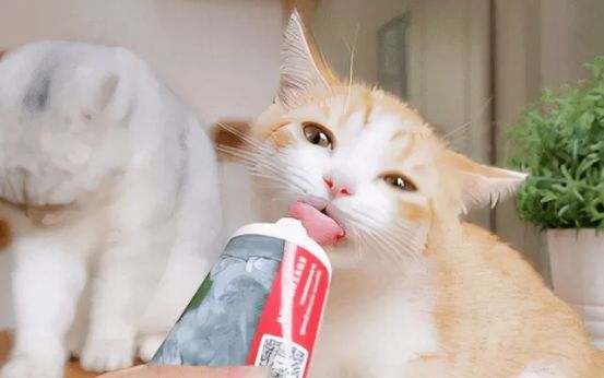 最不推荐的六种猫咪保健品，看看你踩坑了没？