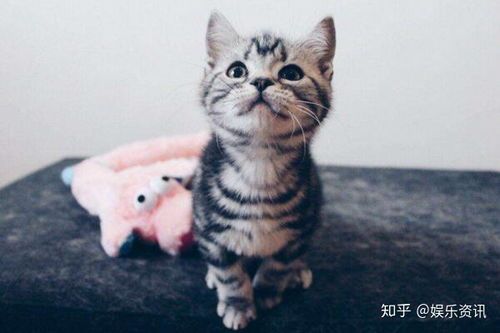 宠物猫品种及价格 猫奴福利：各种宠物猫品种