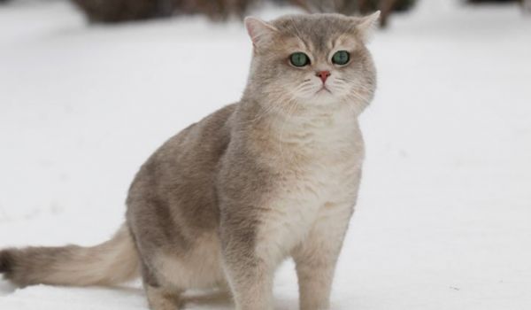 猫有哪些种类 根据产地不同的划分