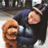 养泰迪犬,这5件事是每天要做的,漏做一件都是不合格的主人