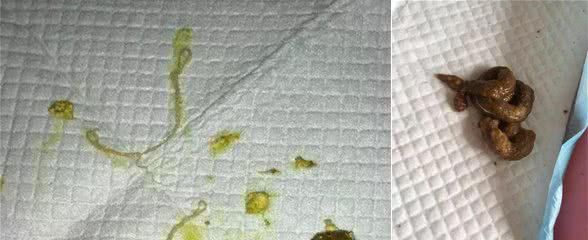 养狗粪便学问之多少