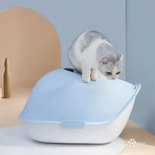 养猫咪需要准备哪些装备？
