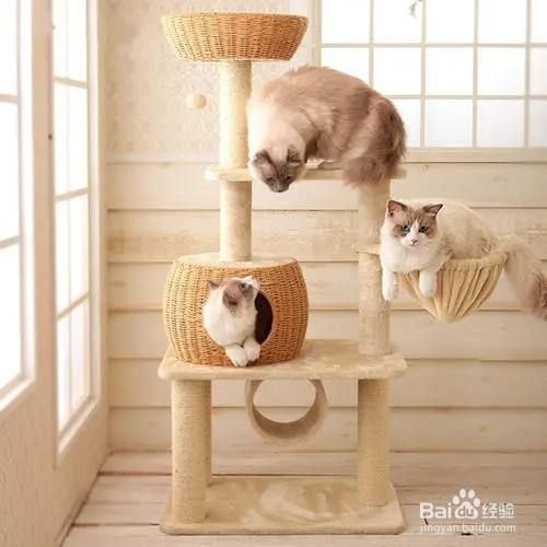 养猫咪需要准备哪些装备？