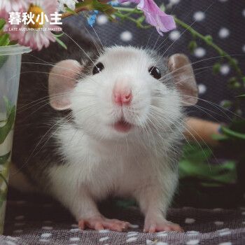 暮秋小主花枝鼠活体易养小型宠物活