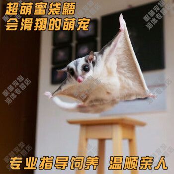 SMVP蜜袋鼯活物幼崽小飞鼠会滑翔蜜