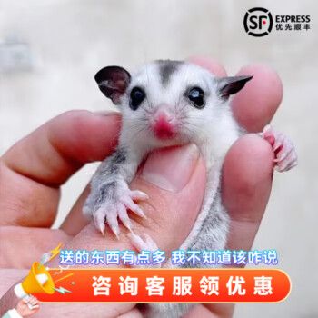SMVP蜜袋鼯活物幼崽小飞鼠会滑翔蜜