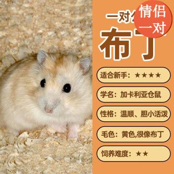 CRAZYPLANT仓鼠活体金丝熊宠物已