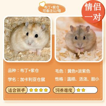 CRAZYPLANT仓鼠活体金丝熊宠物已
