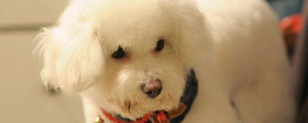 狗狗拆家怎么治
