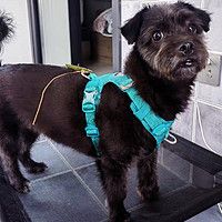 守护爱犬，安全出行——TRUELOVE狗狗牵引绳