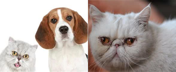 猫狗有泪痕怎么办?五大方法要牢记!