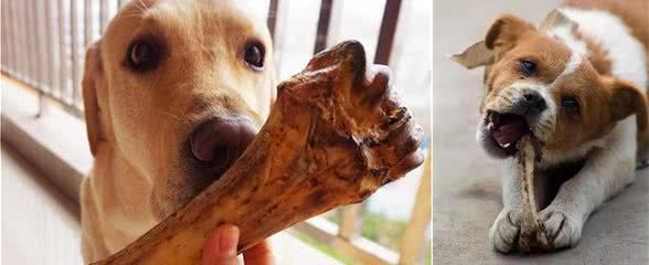 揭秘:狗狗可以吃骨头吗?