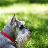 服从性超好的“雪纳瑞犬”,主人指东绝不会往西