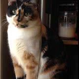 地下室钻出一只“灰蓝色”的猫,铲屎官仔细辨认后,哭笑不得
