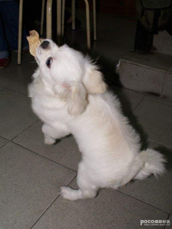宠物（上）