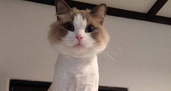 猫咪剃毛后不停舔怎么办（宠物猫剃毛后可能出现的问题及解决方法）