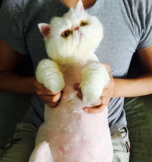 猫咪剃毛后不停舔怎么办（宠物猫剃毛后可能出现的问题及解决方法）
