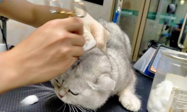 猫咪剃毛后不停舔怎么办（宠物猫剃毛后可能出现的问题及解决方法）