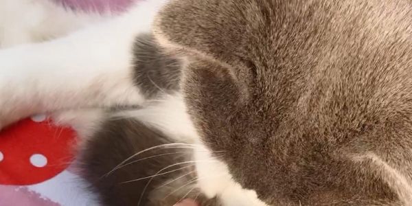 猫咪为什么总给自己舔毛？（探究猫咪舔毛的原因和好处）