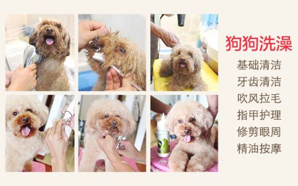 【 巨小萌宠物狗狗服务店】宠物美容 上门服务：5kg以下狗狗 洗澡 修剪造型 剃毛_精彩生活>>宠物服务>>宠物洗澡