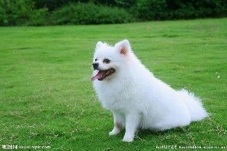 如何科学饲养萨摩耶幼犬？