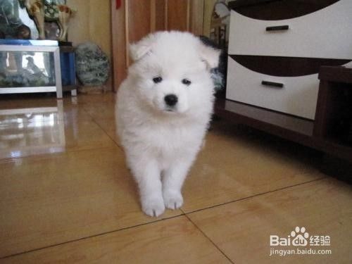 如何科学饲养萨摩耶幼犬？