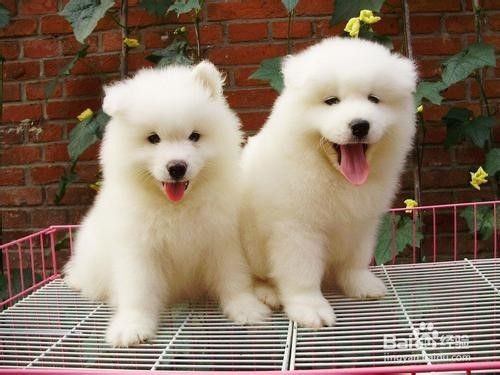 如何科学饲养萨摩耶幼犬？