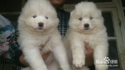 如何科学饲养萨摩耶幼犬？