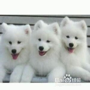 如何科学饲养萨摩耶幼犬？