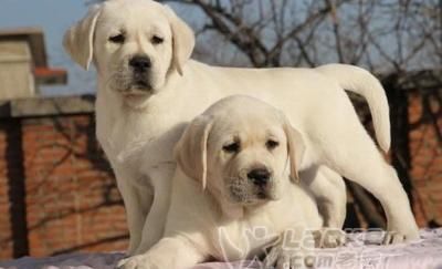 如何科学喂养饲养拉布拉多犬（宠物饲养指南，让你的拉布拉多犬健康成长）