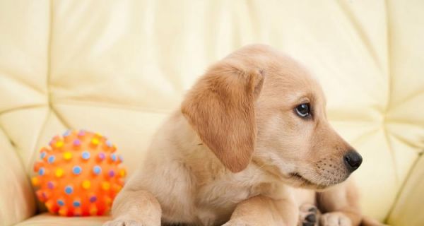 如何科学喂养饲养拉布拉多犬（宠物饲养指南，让你的拉布拉多犬健康成长）