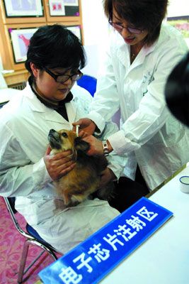 大连为宠物狗办理电子身份证(组图)