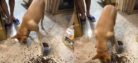 小狗吃狗粮不长胖的原因与解决方法（了解宠物肥胖的危害，掌握科学喂养技巧）