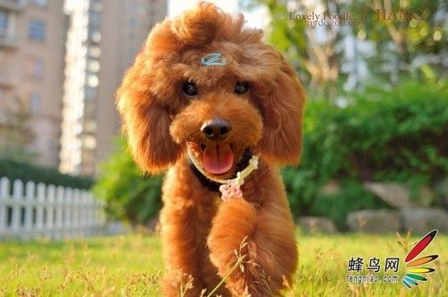 “汪星人”