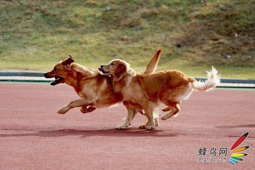 “汪星人”