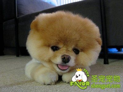 博美犬