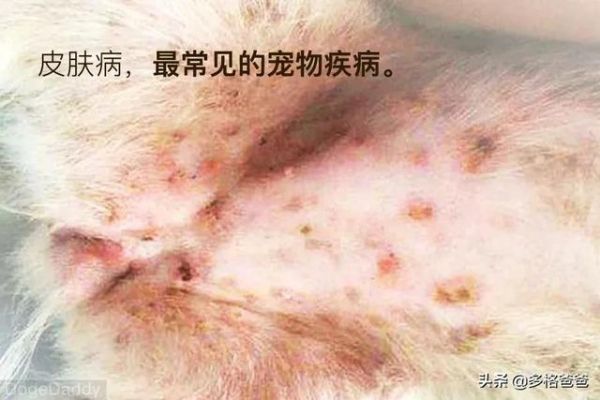 宠物疾病治疗怕被坑？多格爸爸推荐的基础用药指南