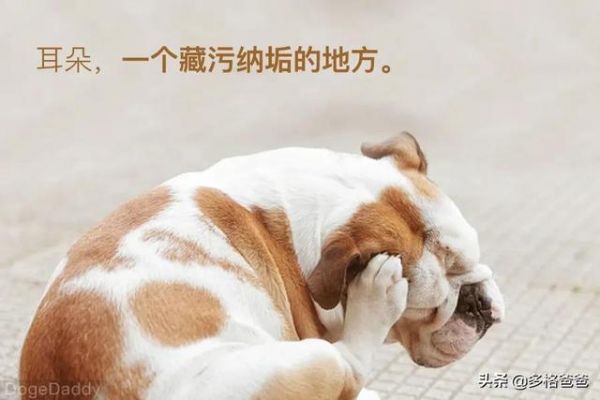 宠物疾病治疗怕被坑？多格爸爸推荐的基础用药指南