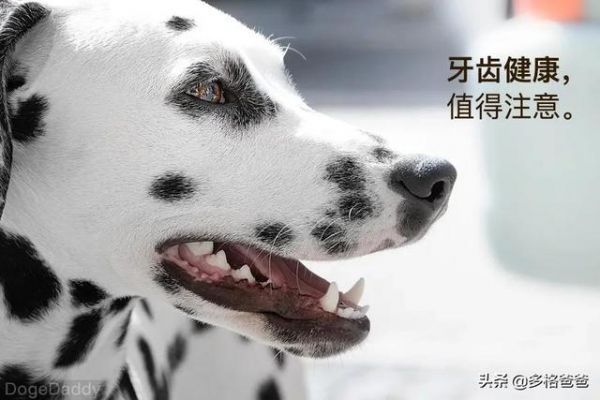 宠物疾病治疗怕被坑？多格爸爸推荐的基础用药指南