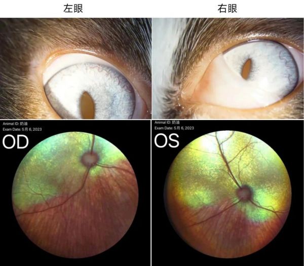 一例猫霍纳氏综合征的诊断与治疗
