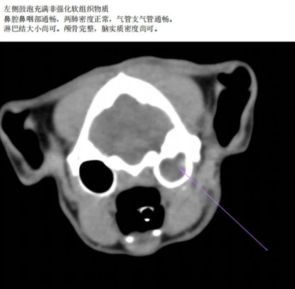 一例猫霍纳氏综合征的诊断与治疗