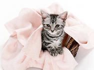 猫咪胃不舒服怎么办?